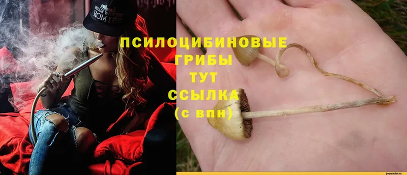 Галлюциногенные грибы Psilocybine cubensis  Кизел 